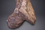 Hadrosaur (Hypacrosaurus) Femur with Metal Stand - Montana #264989-7